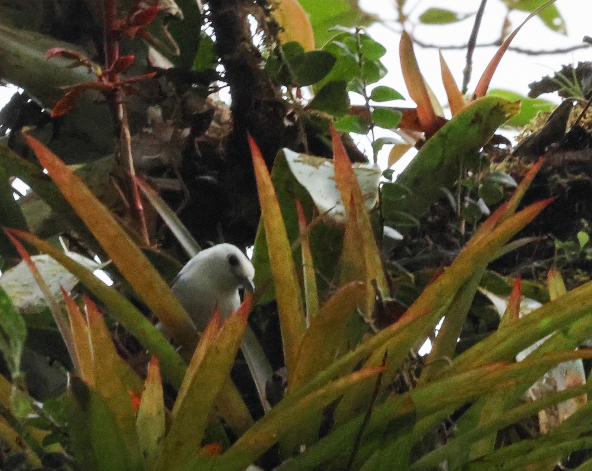 White-headed Wren - ML642133975