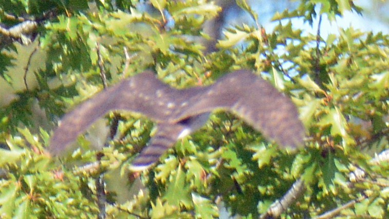 Cooper's Hawk - ML642133976