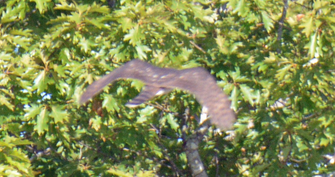 Cooper's Hawk - ML642133977