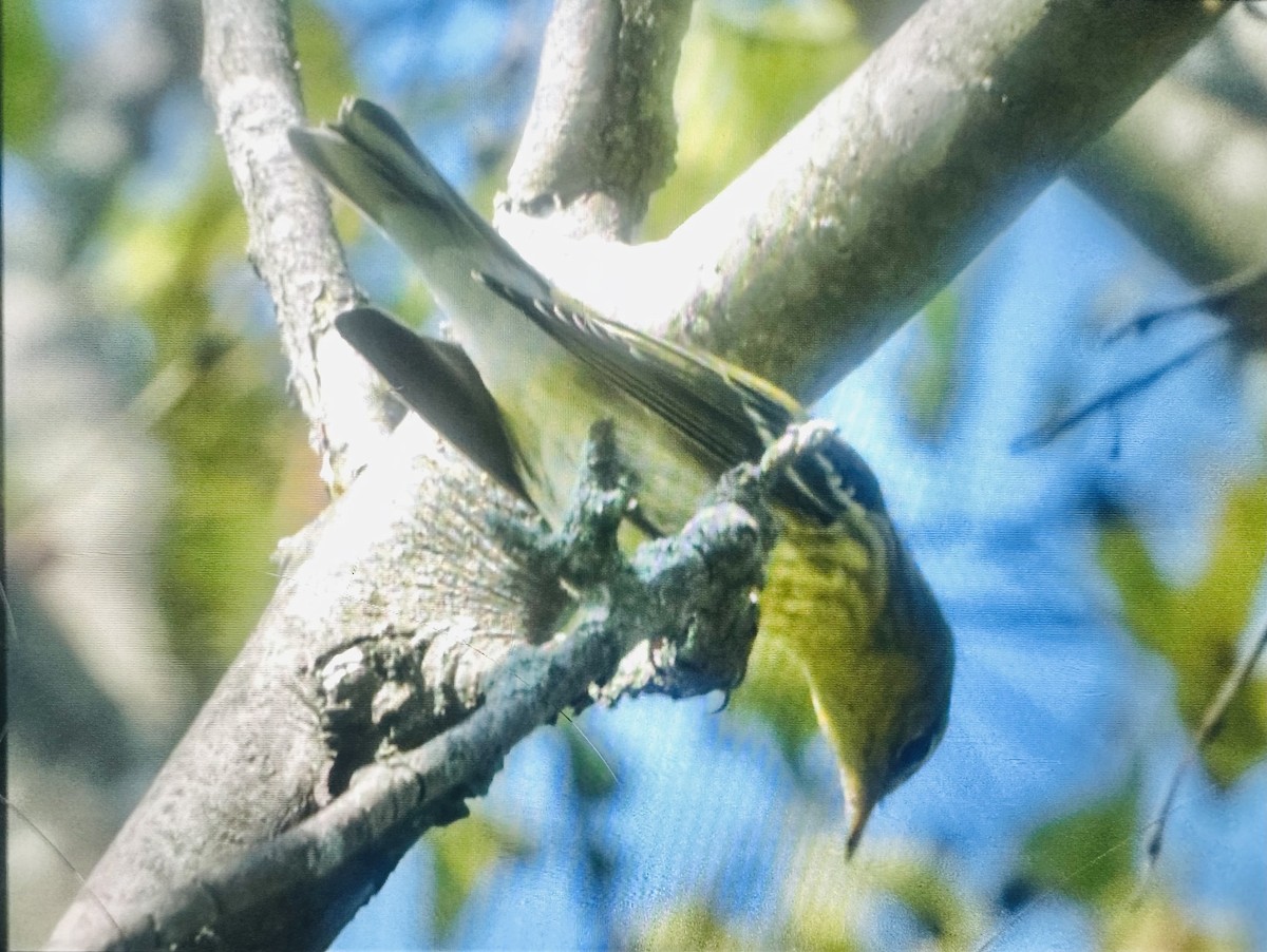Blackburnian Warbler - ML642133978