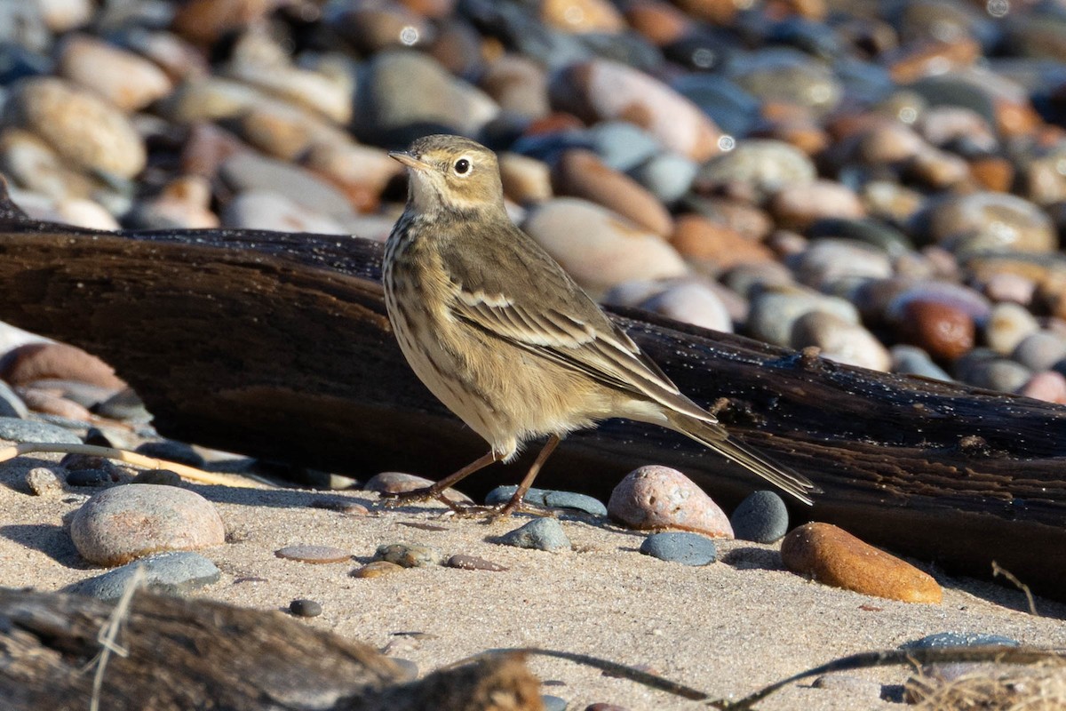 American Pipit - ML642133979