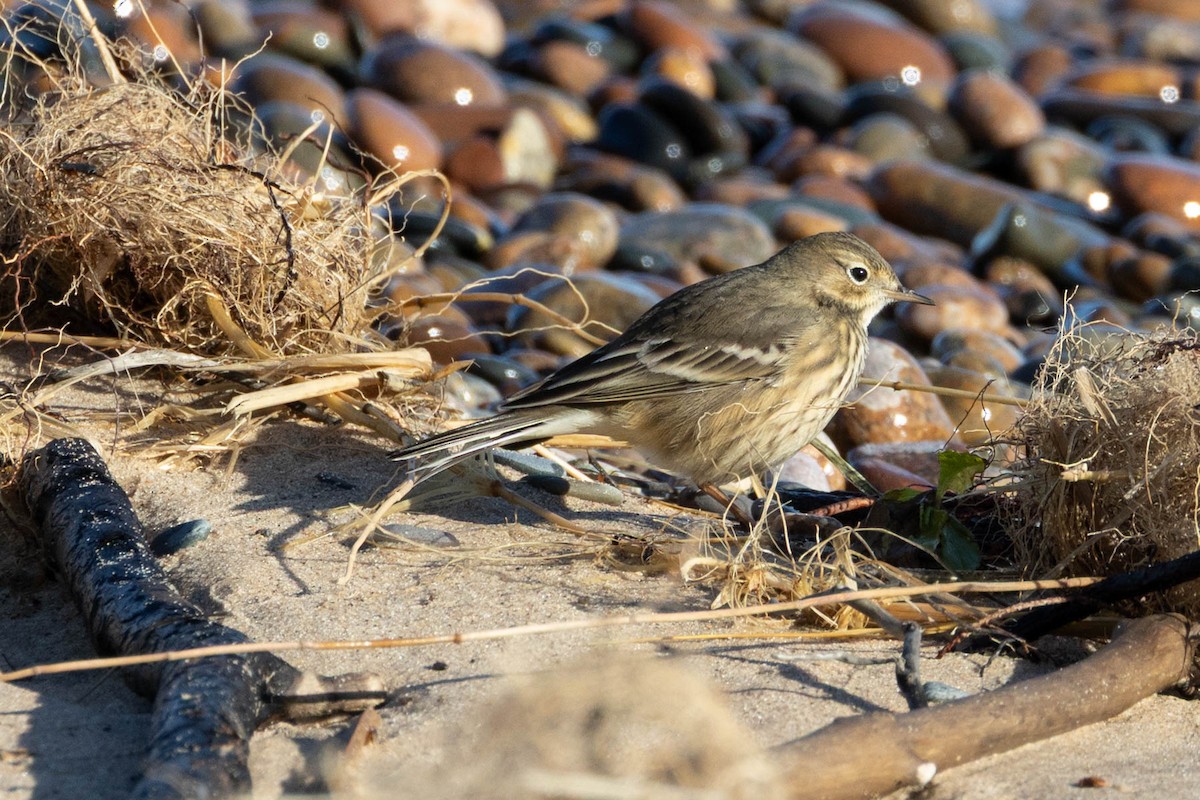 American Pipit - ML642133980