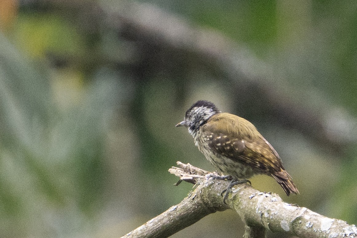 Cardinal Woodpecker - ML642133981