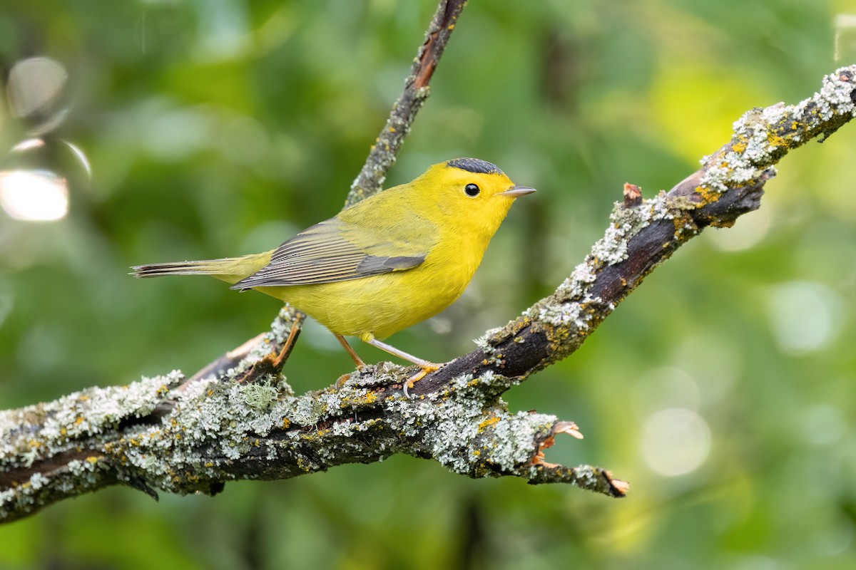 Wilson's Warbler - ML642133982