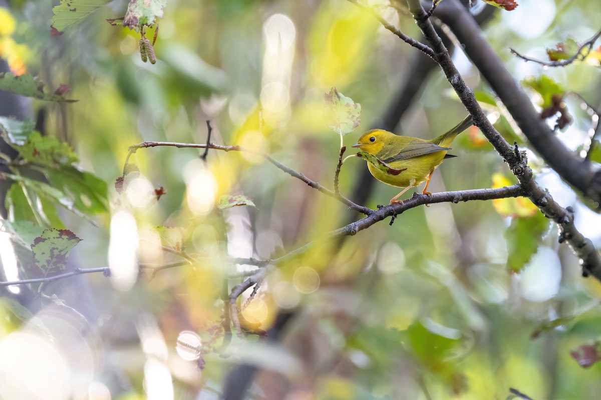 Wilson's Warbler - ML642133984