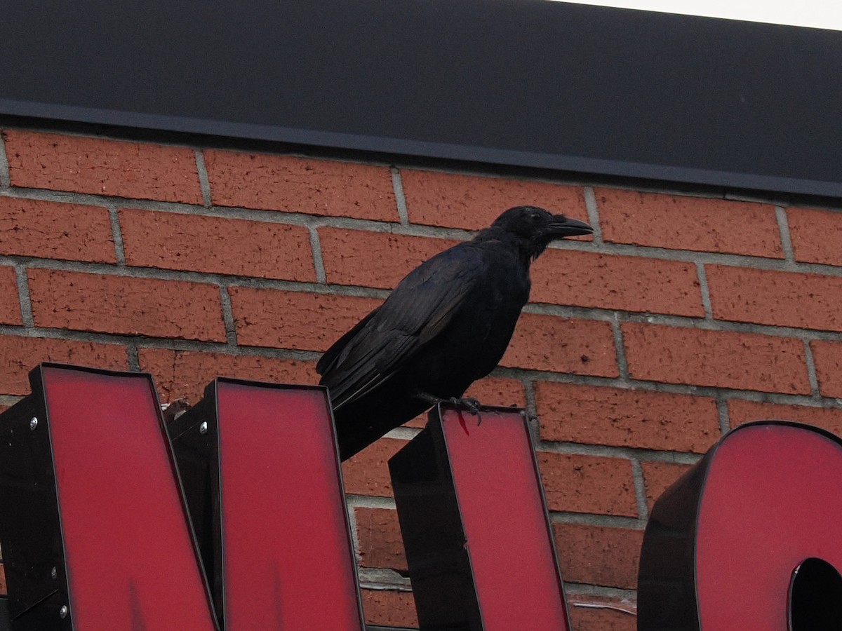 Fish Crow - ML642133985