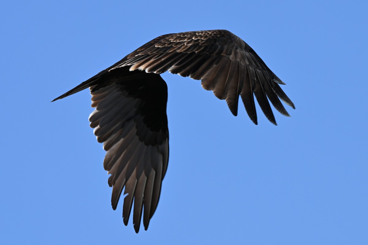 Turkey Vulture - ML642133986