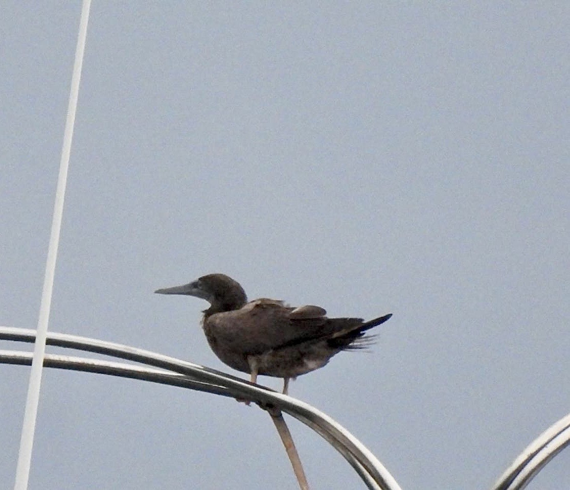 Brown Booby - ML642133994