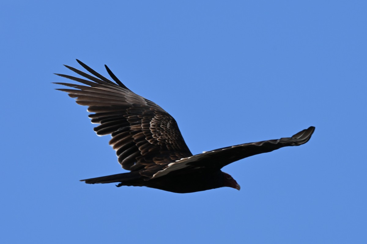 Turkey Vulture - ML642133997