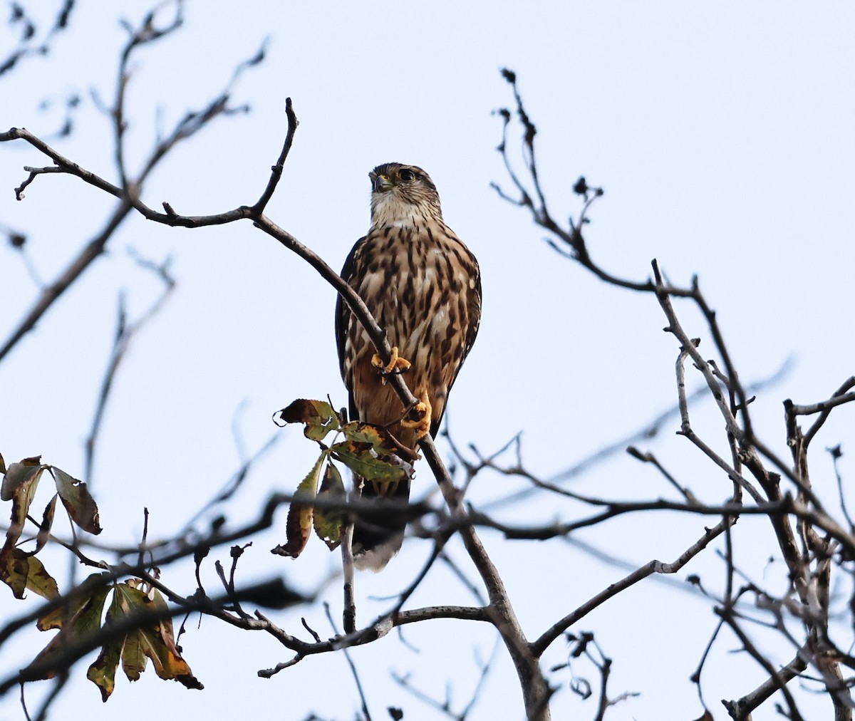 Хайргууна шонхор - ML642133999