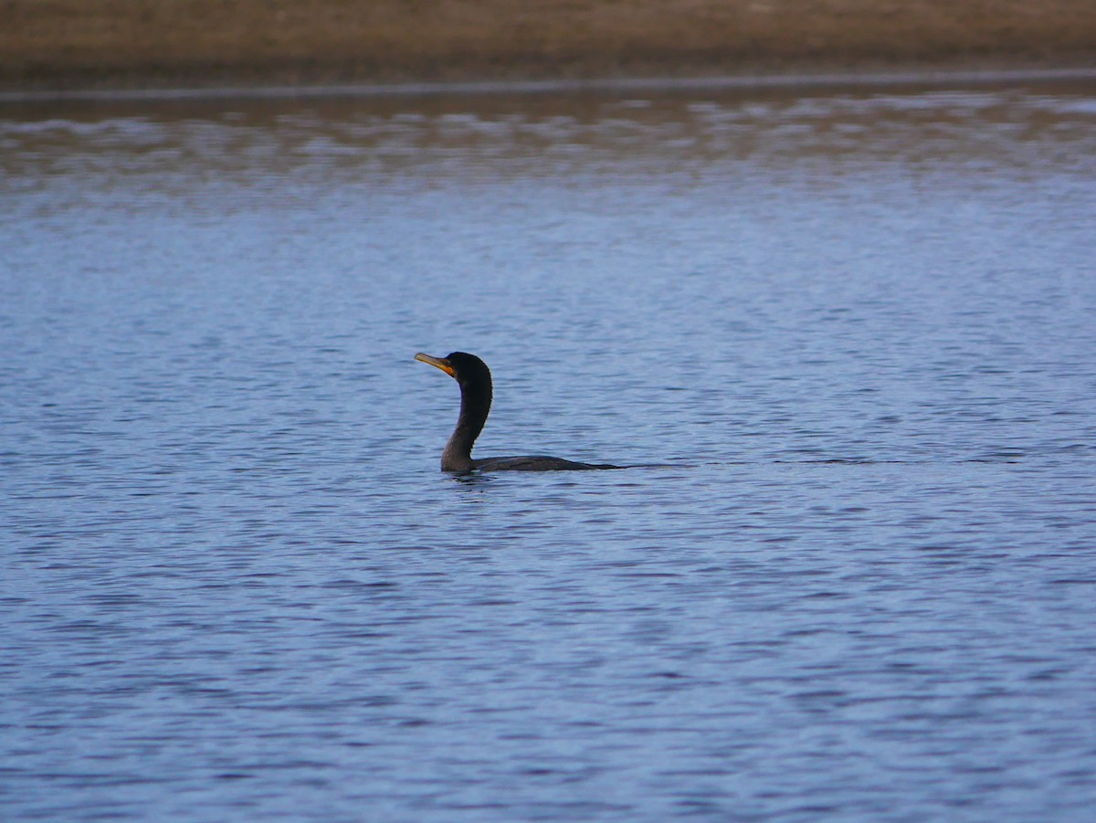 Double-crested Cormorant - ML642134003