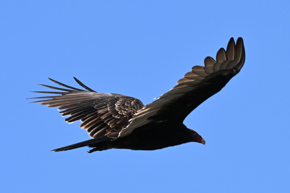 Turkey Vulture - ML642134004