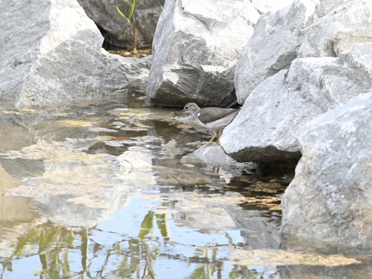 Spotted Sandpiper - ML642134006