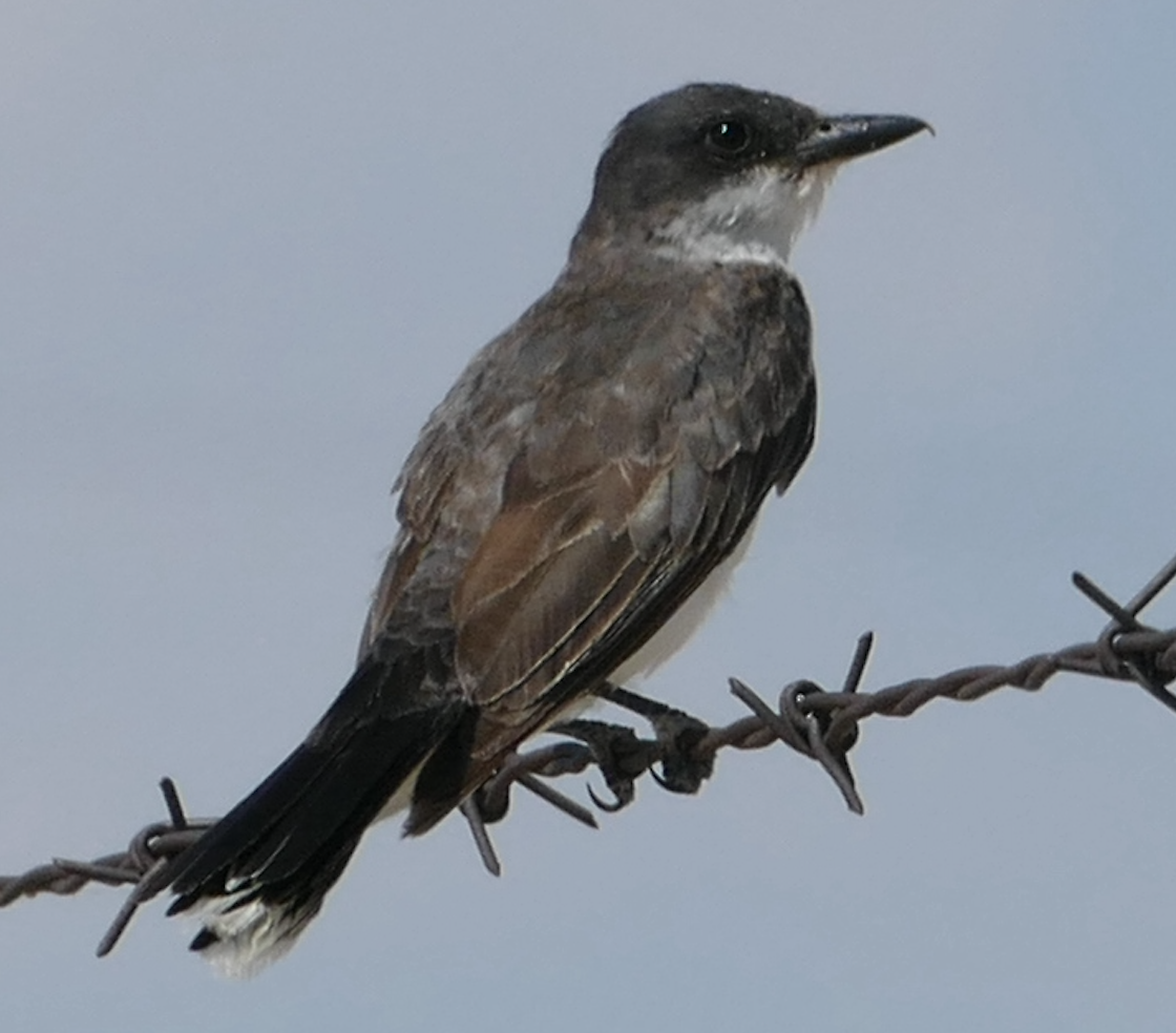 Eastern Kingbird - ML642134010