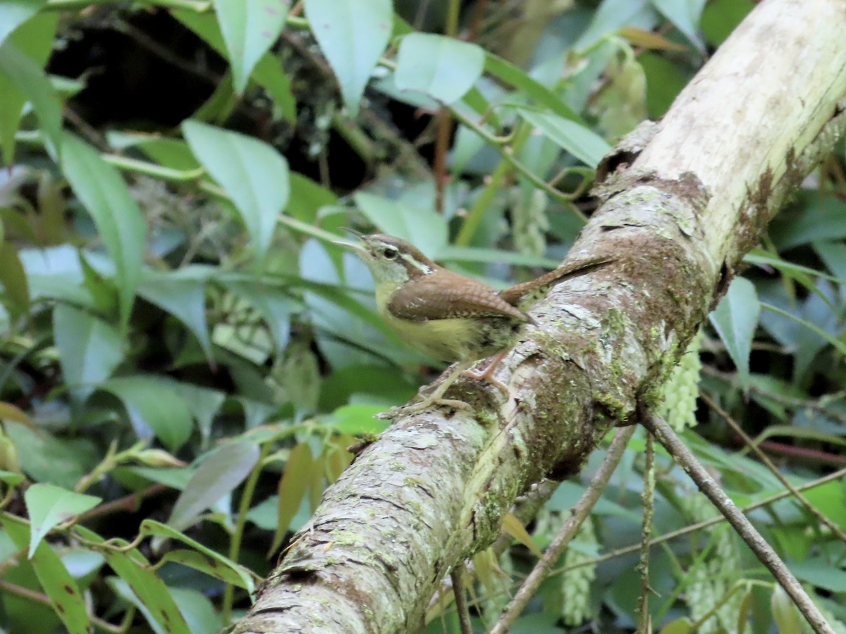 Carolina Wren - ML642134013