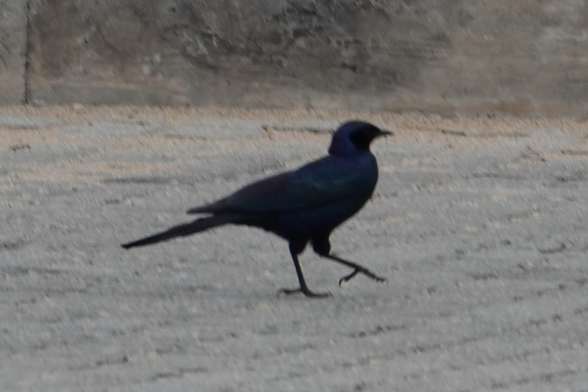 Burchell's Starling - ML642134017