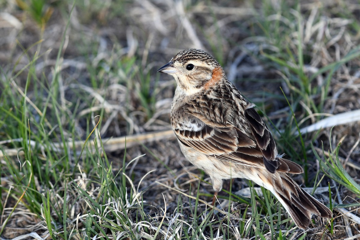 Chestnut-collared Longspur - ML642134019