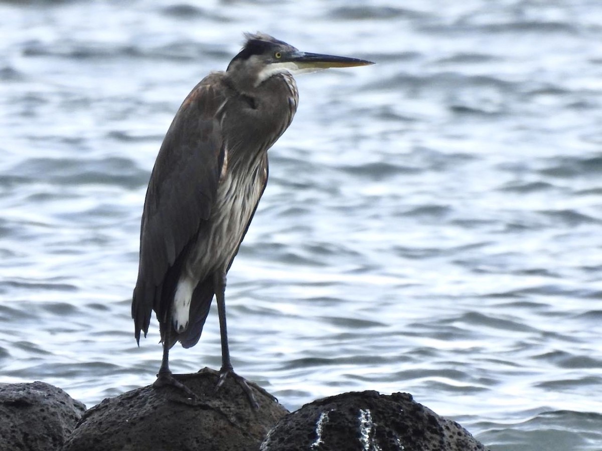 Great Blue Heron - ML642134022