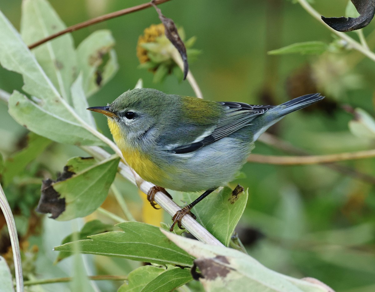Northern Parula - ML642134032