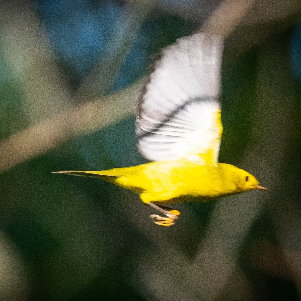 Wilson's Warbler - ML642134035