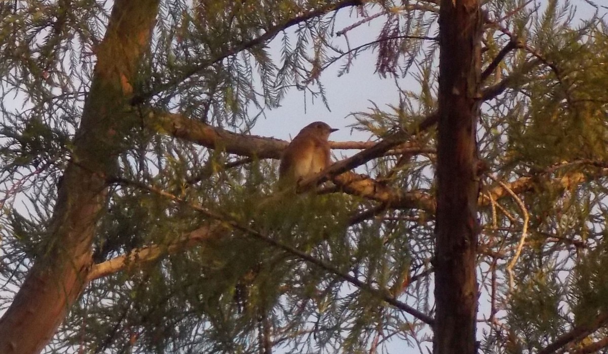 Eastern Bluebird - ML642134039