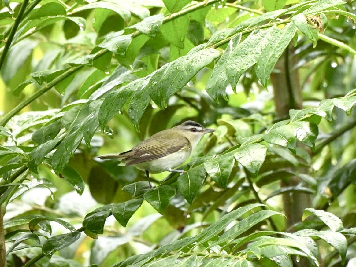 アカメモズモドキ - ML642134045