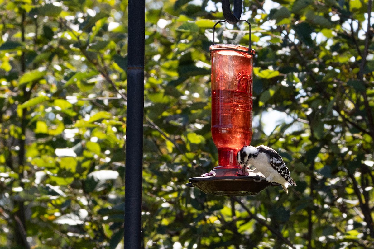 Downy Woodpecker - ML642134046