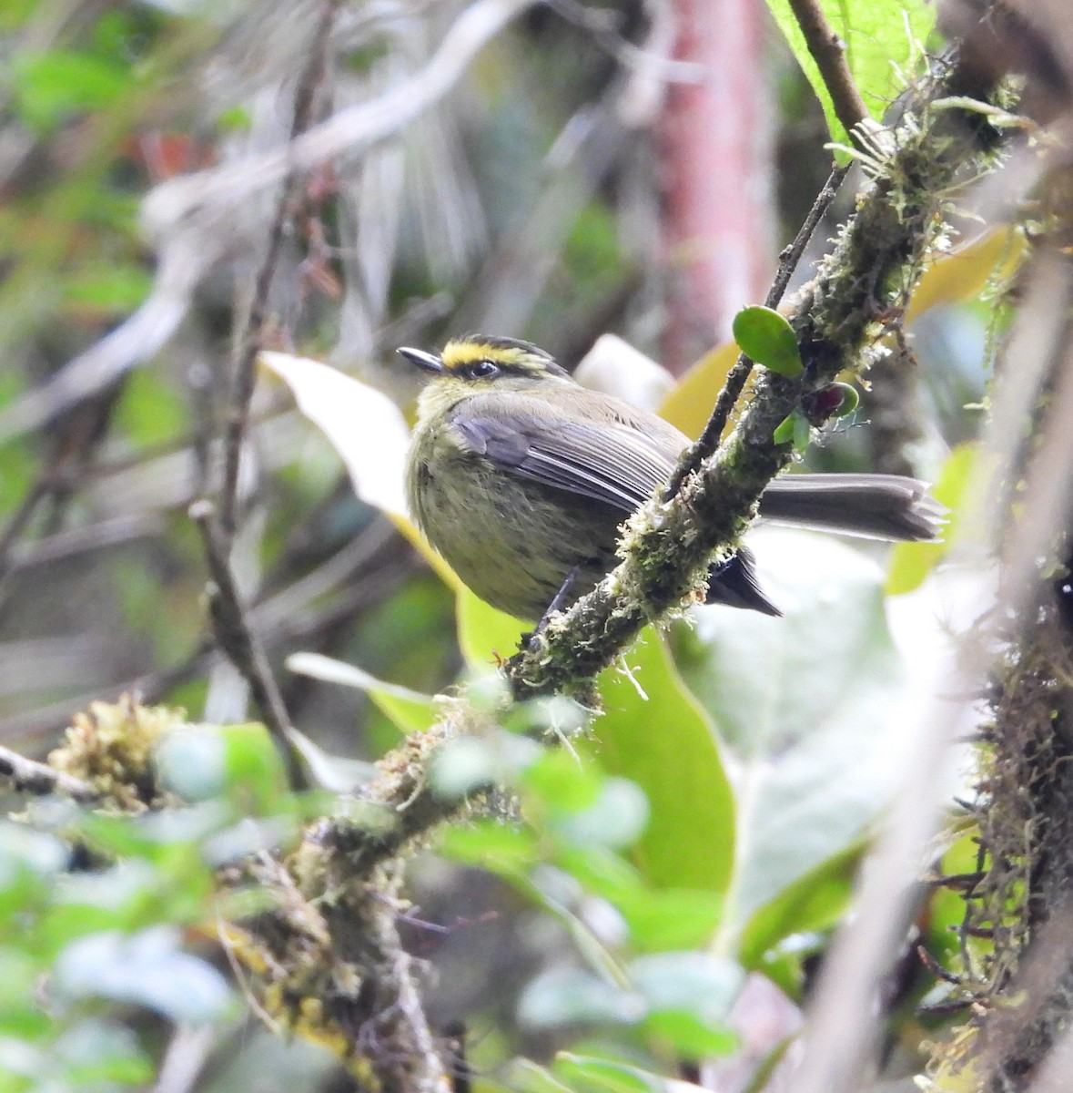 Yellow-bellied Chat-Tyrant - ML642134049