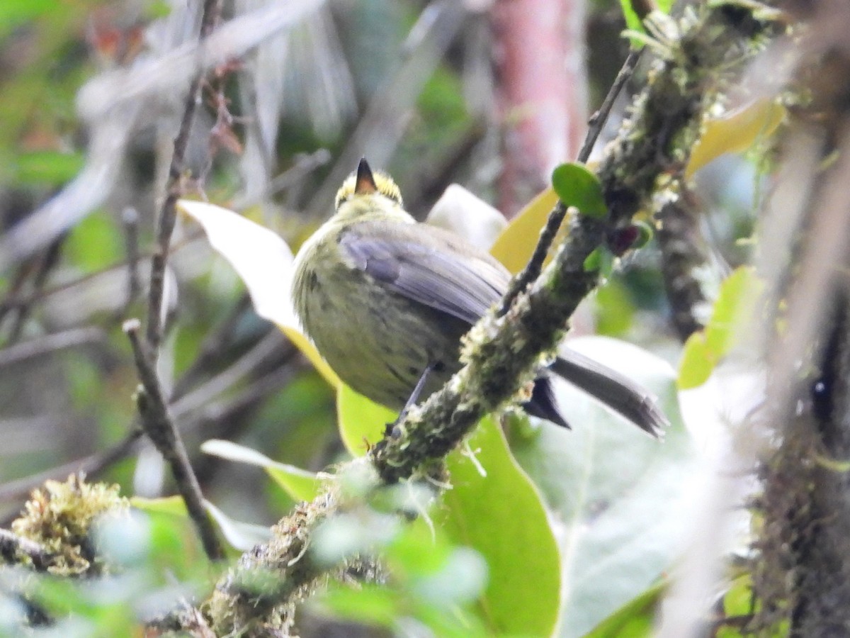 Yellow-bellied Chat-Tyrant - ML642134050