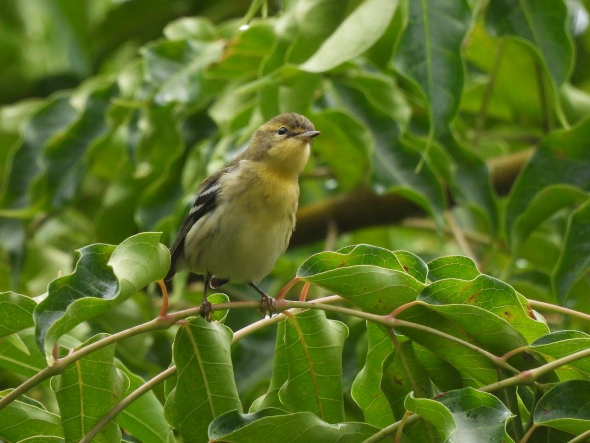 Blackburnian Warbler - ML642134052