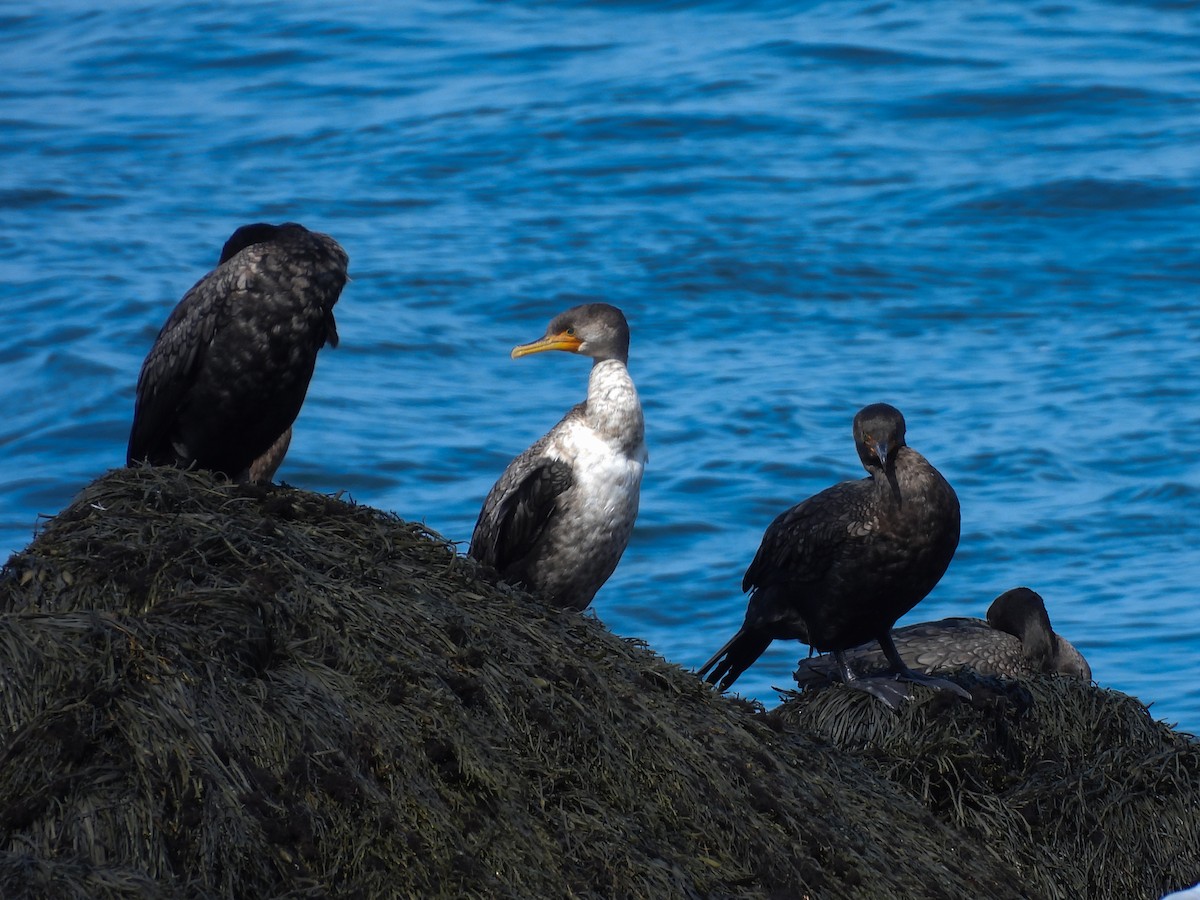 Cormoran à aigrettes - ML642134055