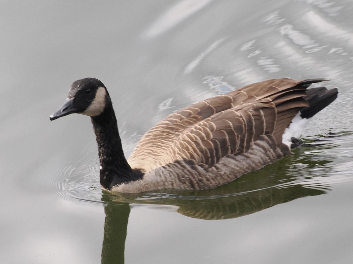 Branta kanadar handia - ML642134056