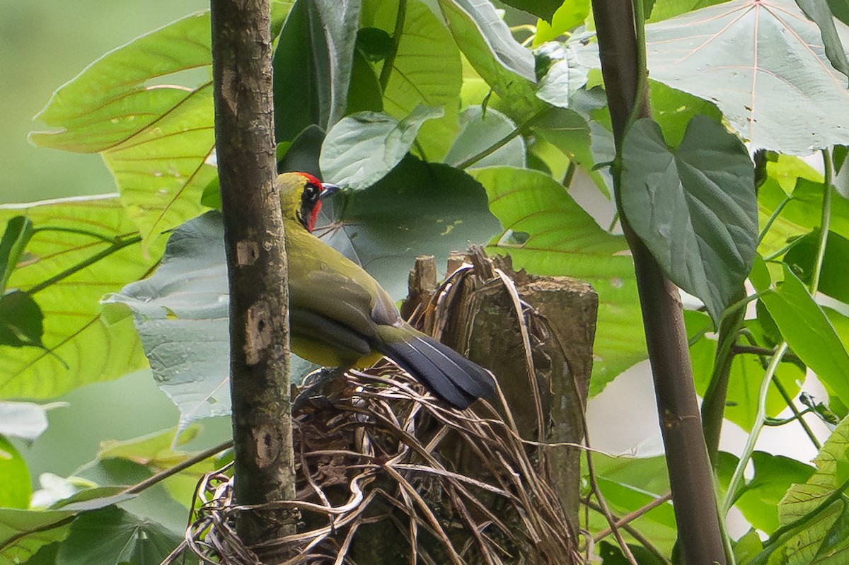 Doherty's Bushshrike - ML642134065