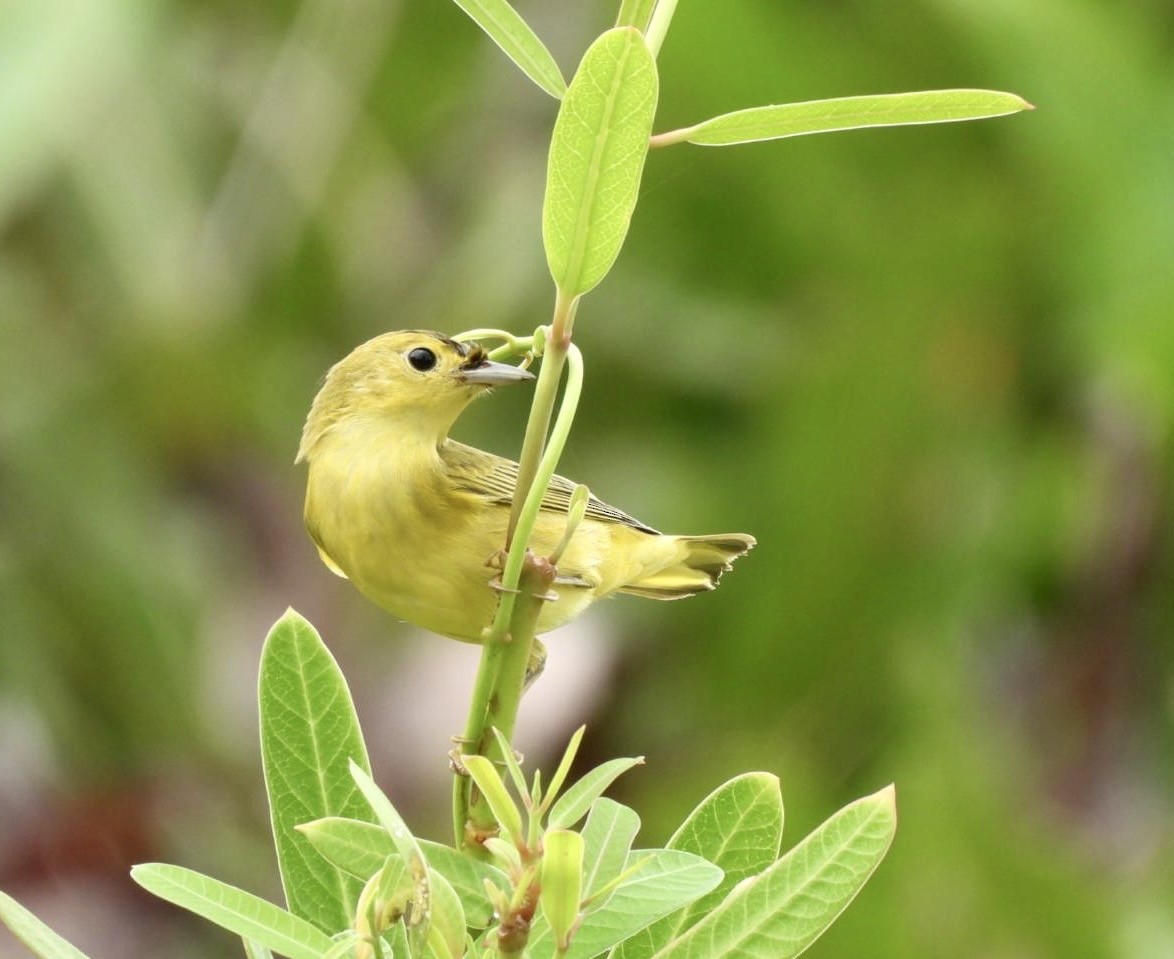 Yellow Warbler - ML642134066