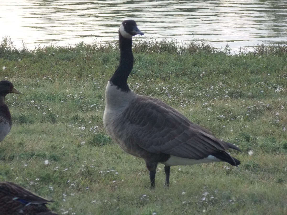 Branta kanadar handia - ML642134067