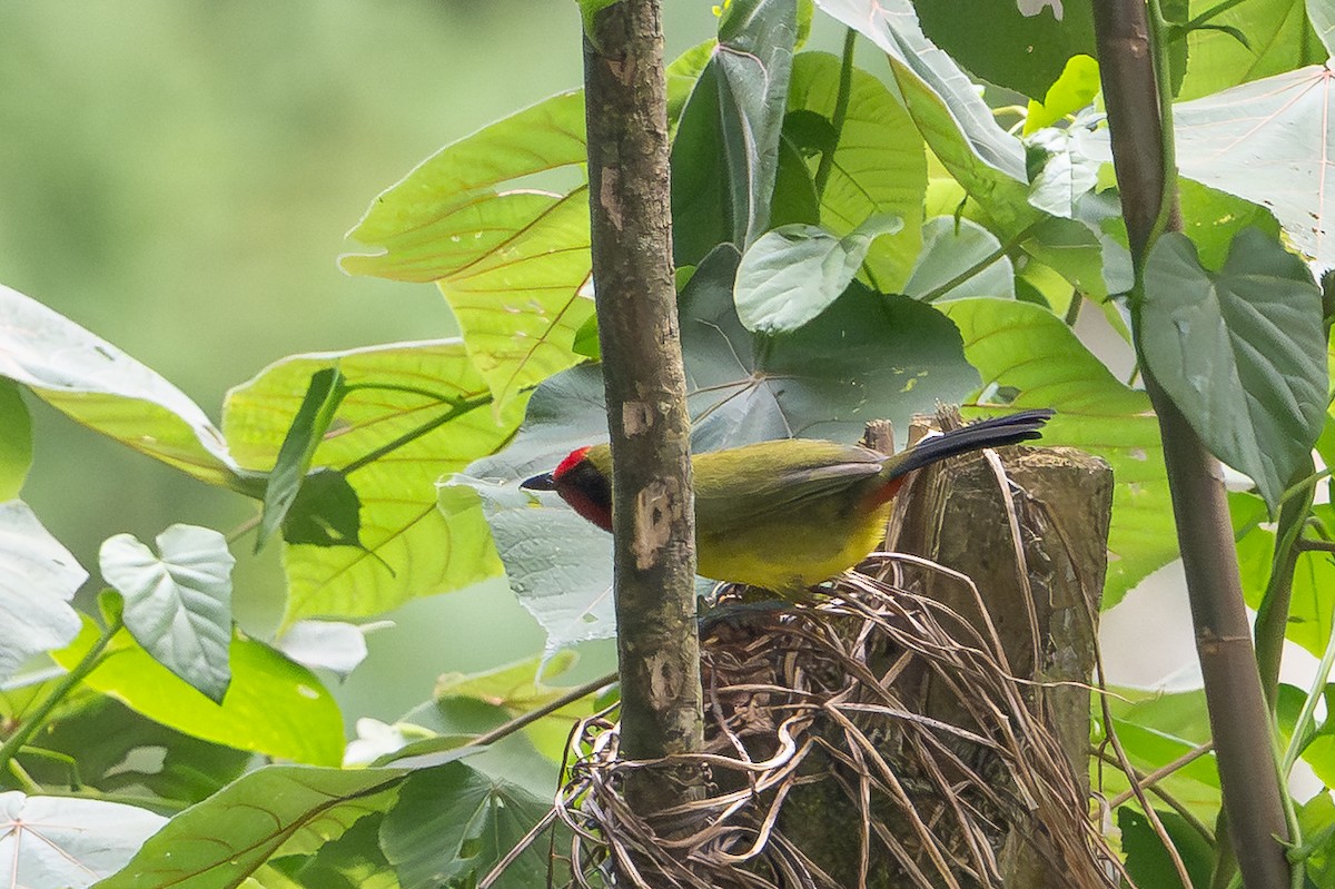 Doherty's Bushshrike - ML642134070