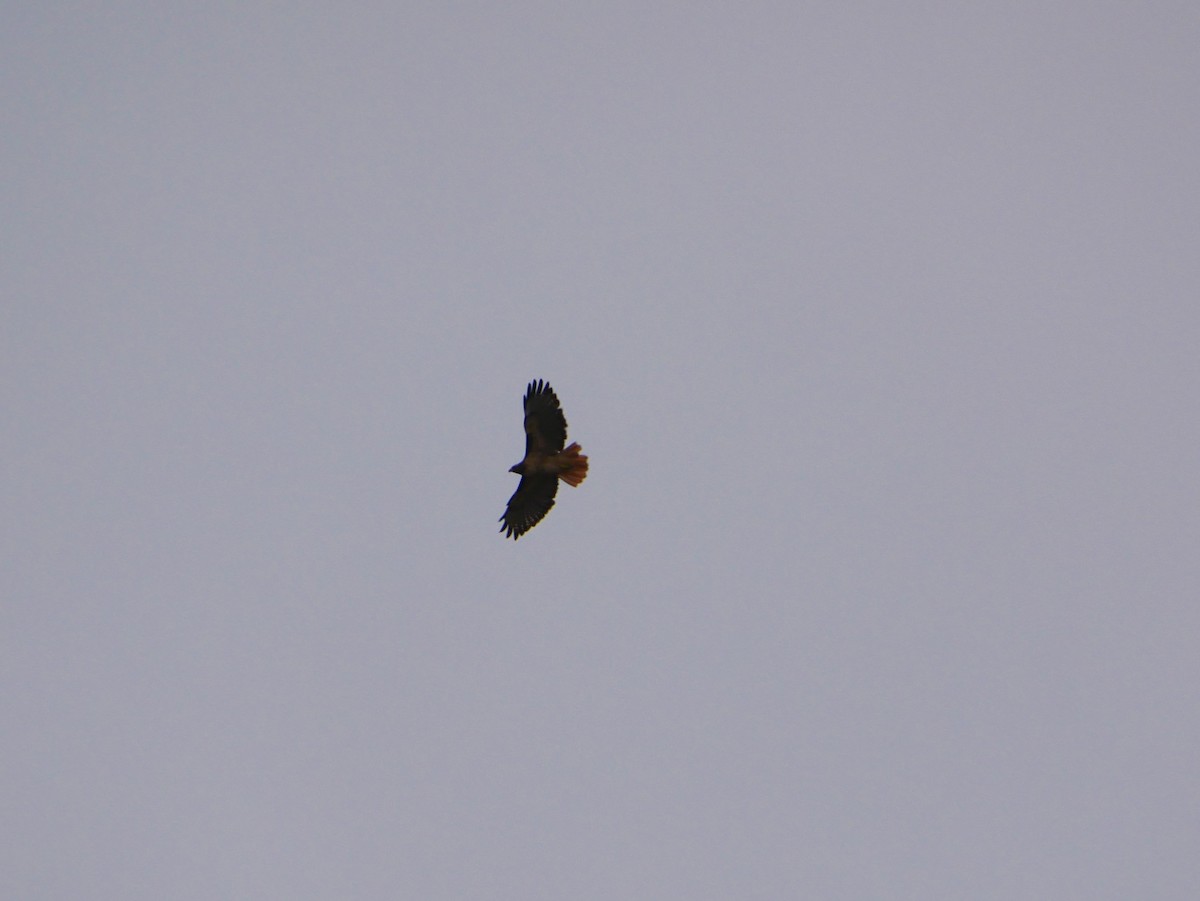Red-tailed Hawk - ML642134088