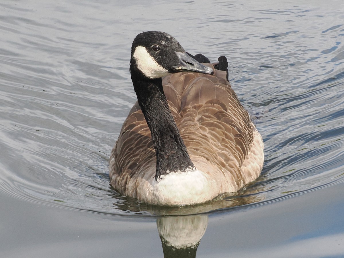 Branta kanadar handia - ML642134100