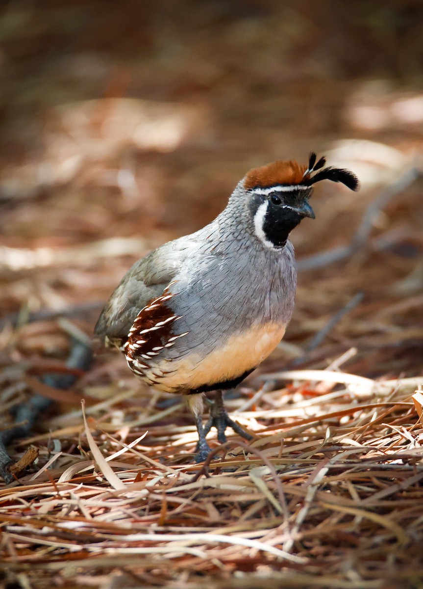 Gambel's Quail - ML642134121