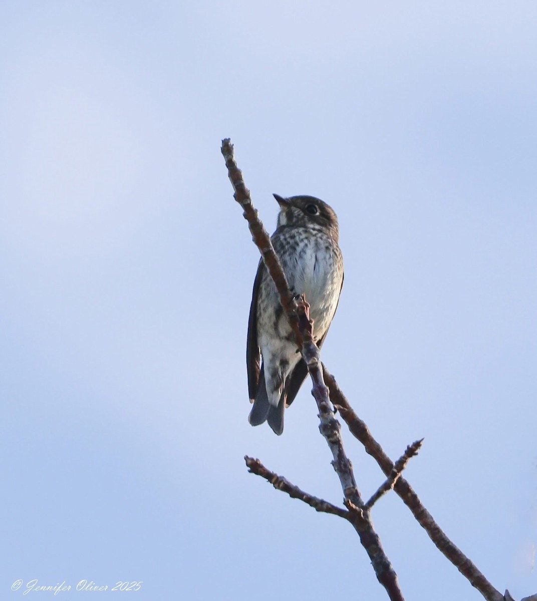 Dark-sided Flycatcher - ML642134125