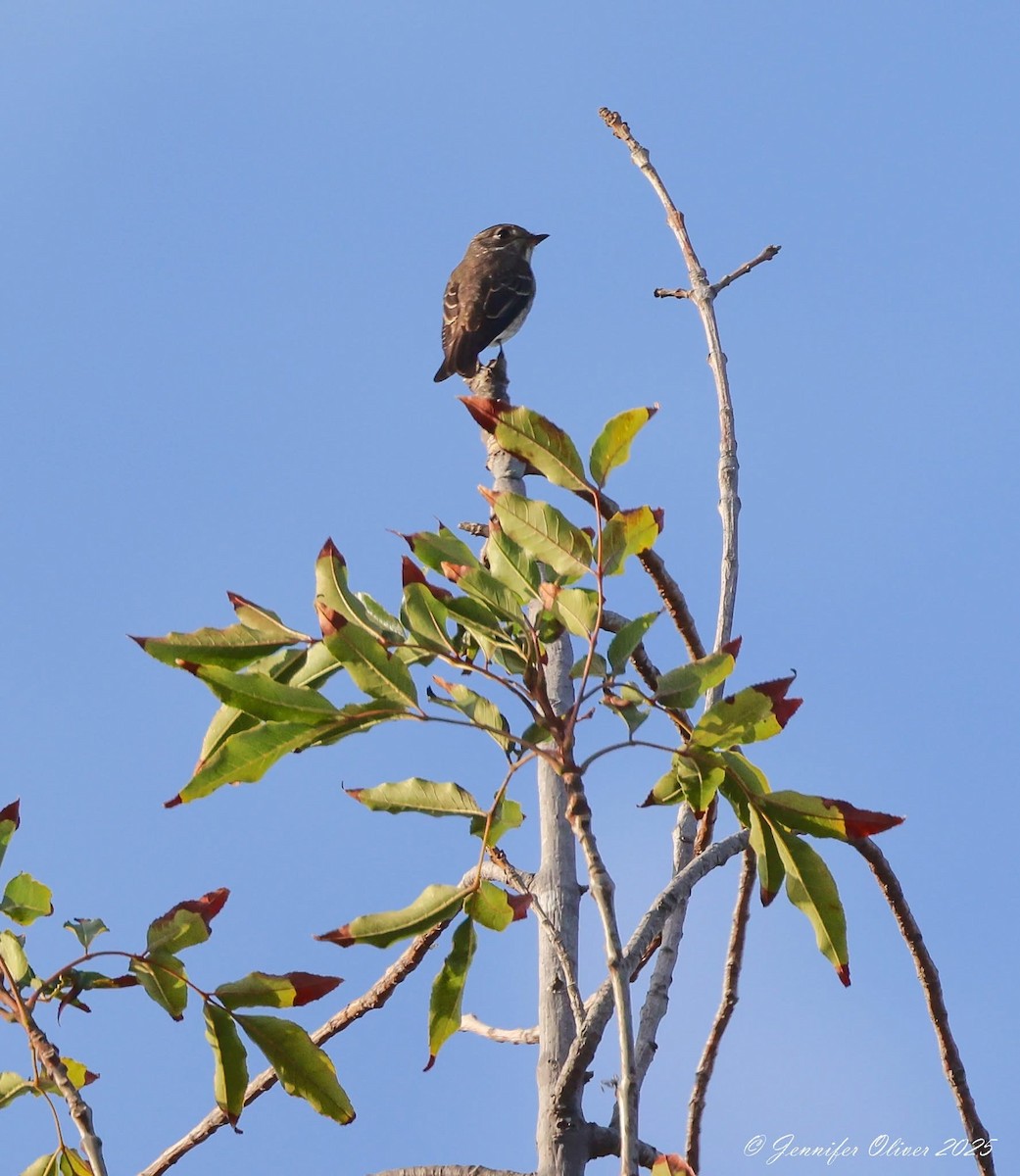 Dark-sided Flycatcher - ML642134126