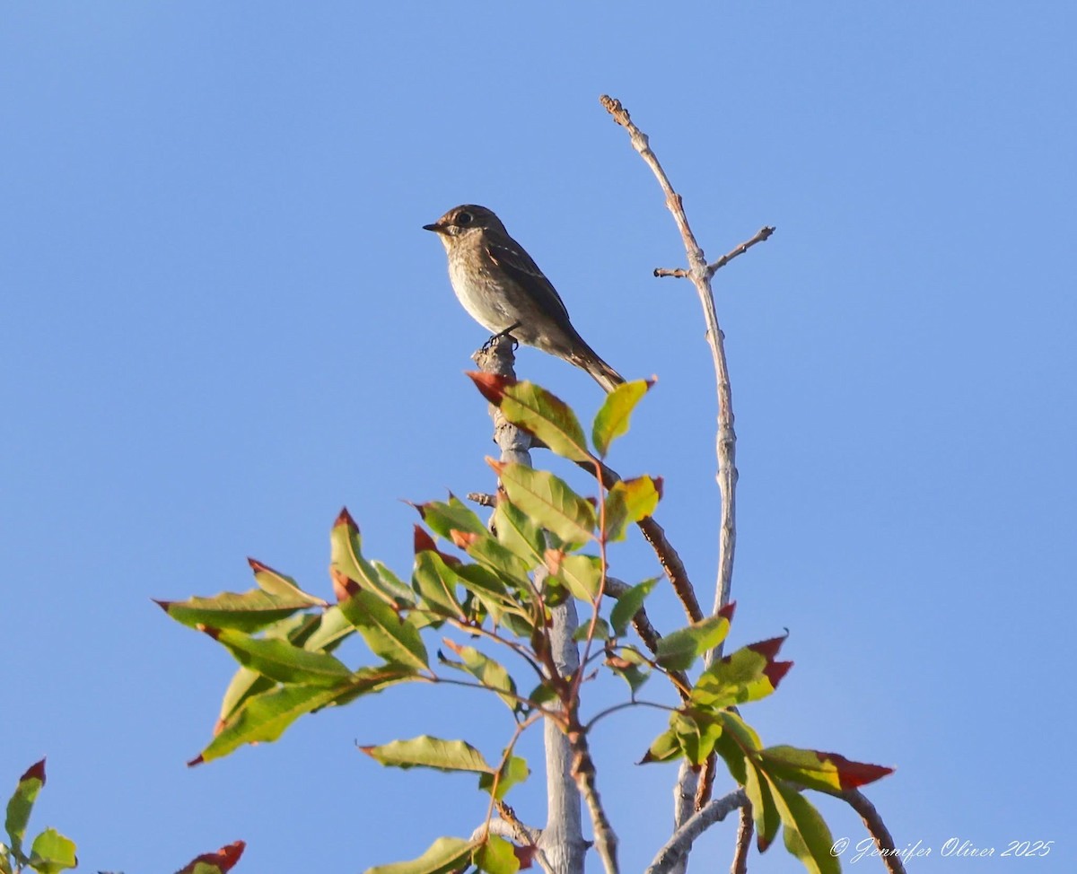 Dark-sided Flycatcher - ML642134128