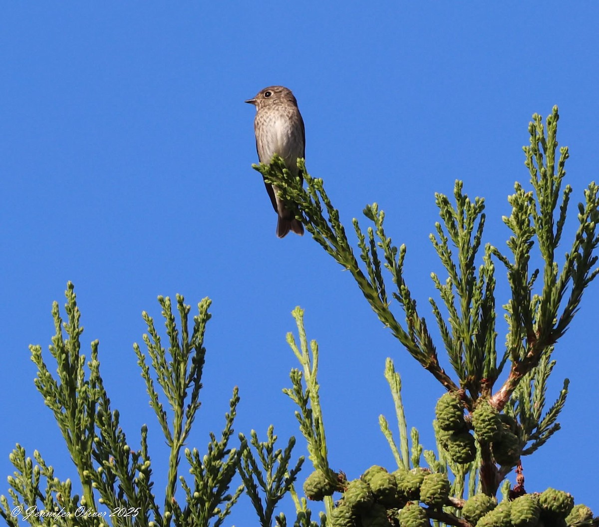 Dark-sided Flycatcher - ML642134129