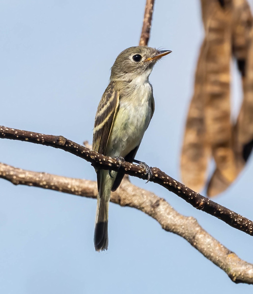 Least Flycatcher - ML642134136