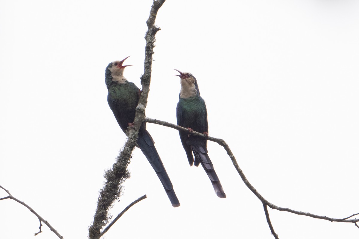 White-headed Woodhoopoe - ML642134138