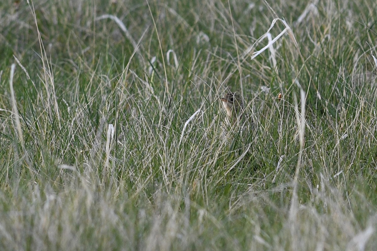 Sprague's Pipit - ML642134139