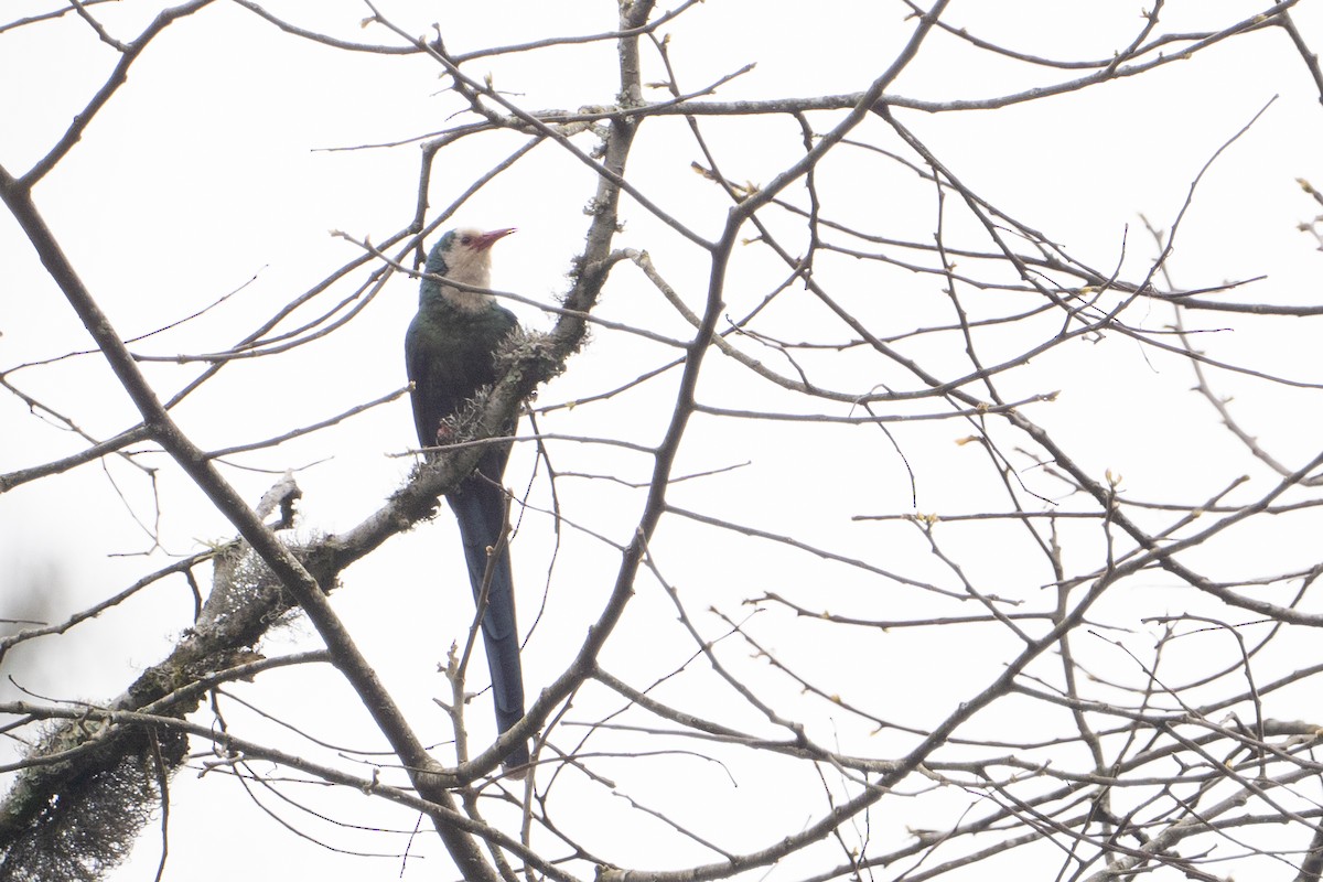 White-headed Woodhoopoe - ML642134140