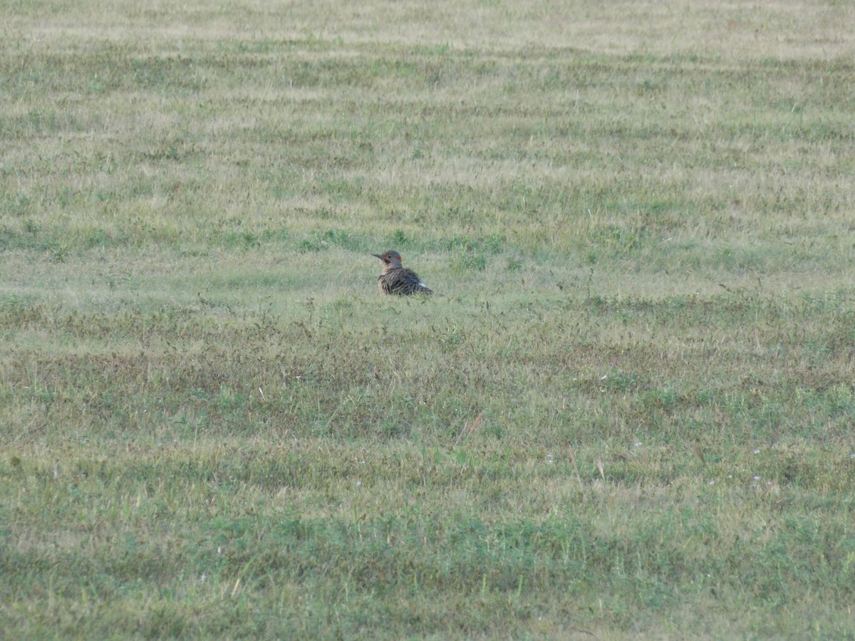 Northern Flicker - ML642134141
