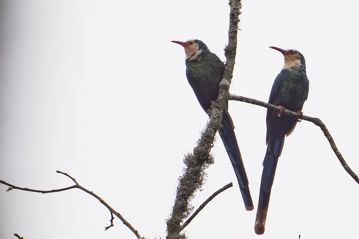 White-headed Woodhoopoe - ML642134143