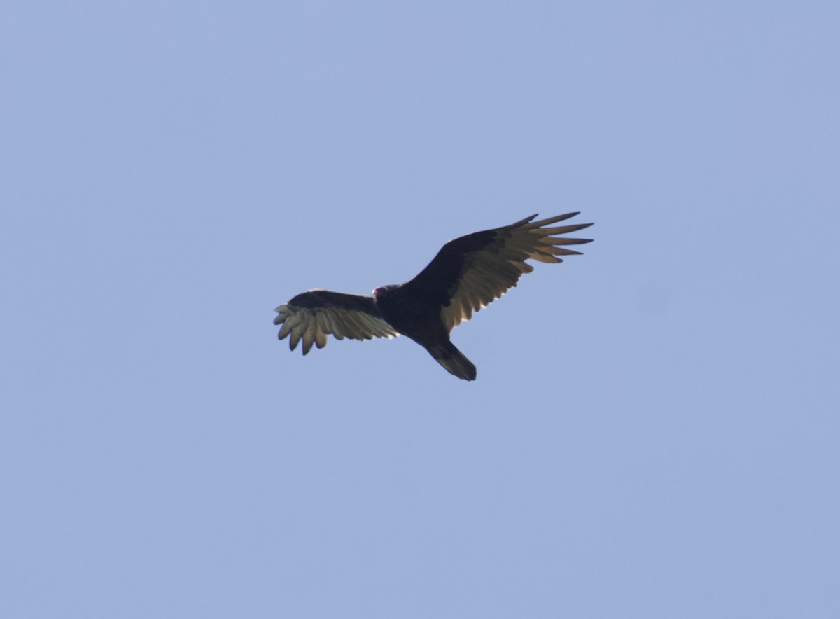 Turkey Vulture - ML642134145
